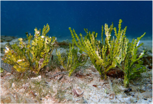 INVHALI: A new Invasive Algae in the Mediterranean: invasiveness, detection and eradication of Tropical Algae  Halimeda incrassata