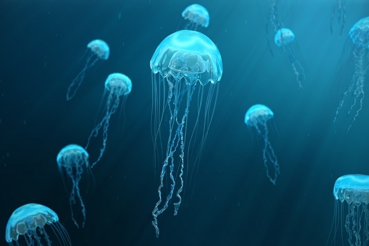 Real-time jellyfish monitoring based on object detection using deep learning